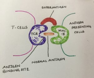 Superantigens as immunomodulators: recent structural insights: Structure