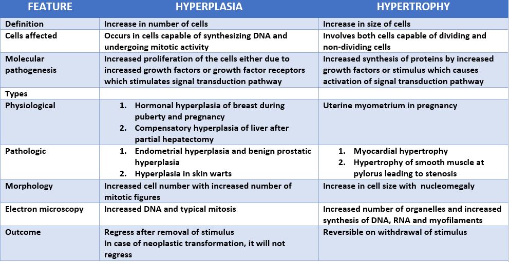Differences between hyperplasia and hypertrophy – Histopathology.guru